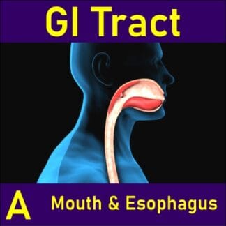Journey Through the GI Tract A: Mouth & Esophagus